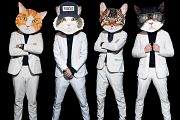 Fantastic Cat