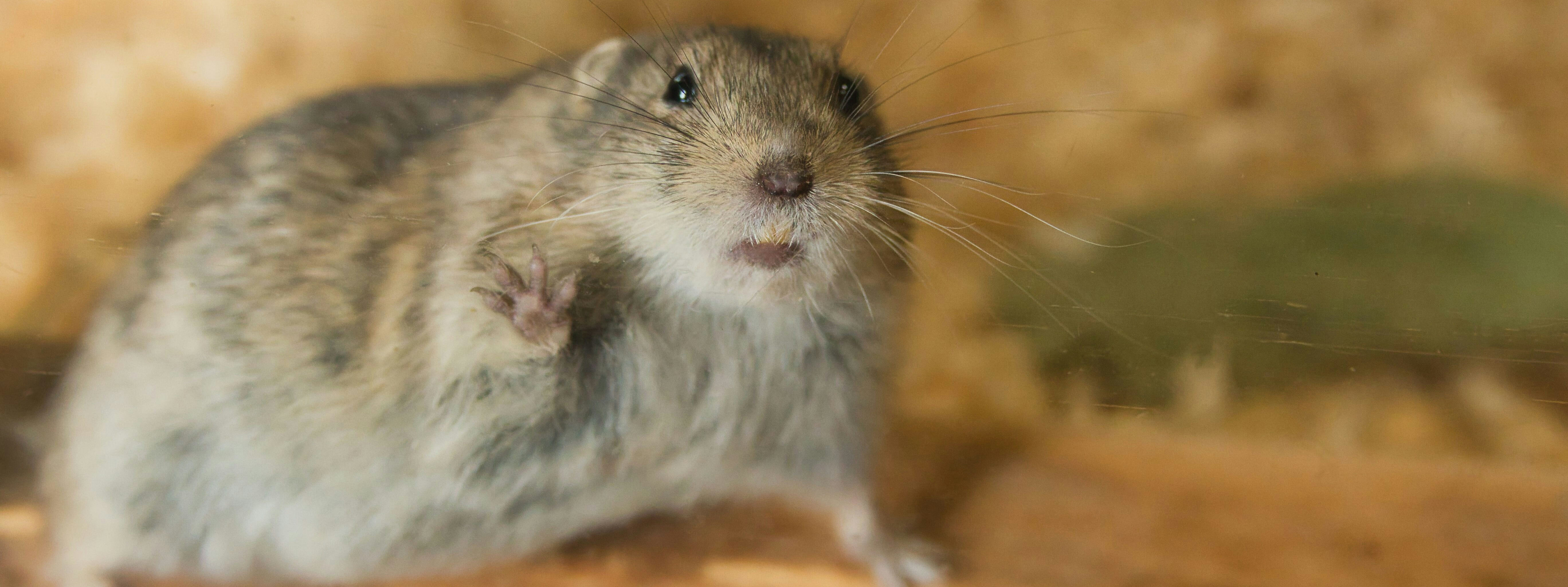 Ask Modest Mouse Anything