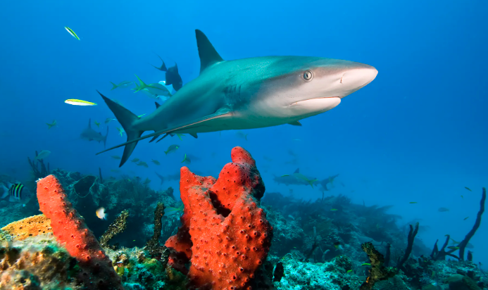 Bimini, Bahamas